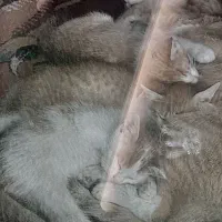 گربه رایگان