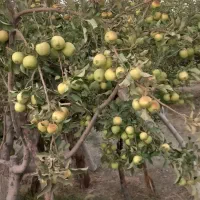 باغ میوه بارده|فروش خانه و ویلا|نظرآباد, نجم آباد|دیوار