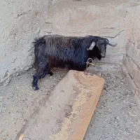 گوسفند فروشی نر