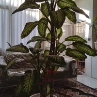 گل دیفن  (از دستش نده )