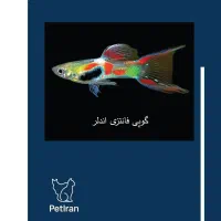 انواع ماهی گوپی