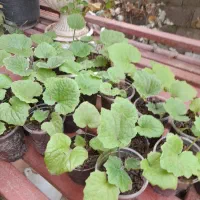 گل سینره بهاری|گل و گیاه طبیعی|تالش, هشتپر|دیوار