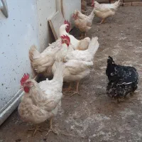مرغ سفید تخم گذار وبراکشتن خوب