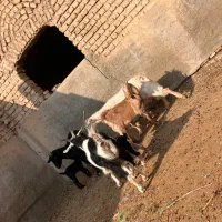 بز و بزغاله|حیوانات مزرعه|پیشوا, |دیوار