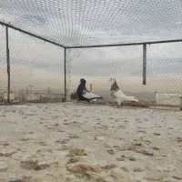 کفتر یا کبوتر|پرنده|شیراز, شهرک گلستان|دیوار