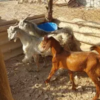 کهری نره|حیوانات مزرعه|بوشهر, |دیوار