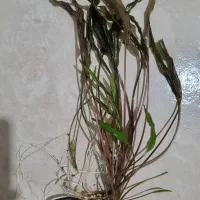 گیاه کریپتون بسته ۱۰ عددی