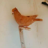 ماده زرد کلایی