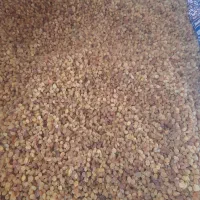 کشمش درجه یک تمیز شده
