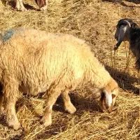 گوسفند
