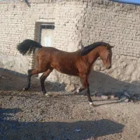 نریان دره شور|اسب و تجهیزات اسبسواری|خمین, |دیوار