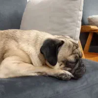 سگ نژاد پاگ|سگ|تهران, توحید|دیوار