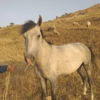 اسب