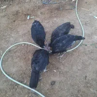 بقلمون خیلی خوب