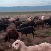 گوسفند فروشی