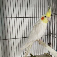 عروس هلندی نر