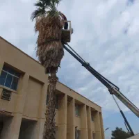 برش و هرس درخت پیوند کنارپیوند مرکبات هرس نخل
