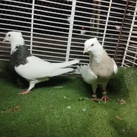 یک جفت طوقی