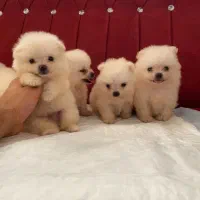 واگذاری تای پت واگذاری تای مالتیز|سگ|صدرا-فارس, فاز ۱|دیوار