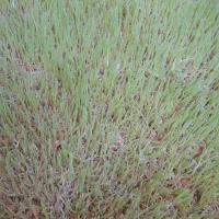 خوراک دام|حیوانات مزرعه|گرگان, |دیوار