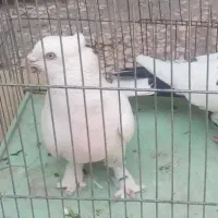 کفتر نر دم سیاه
