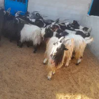 سلام خدمت دوستان ۲۷راس نر بز