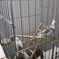 فروش یک جفت عروس یک سال و نیمه