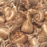 پیاز زعفران