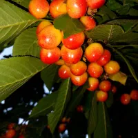باغ  لوکیشن خاص زردنجان|فروش زمین و ملک کلنگی|اصفهان, سرشبادران|دیوار