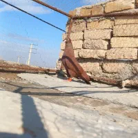 کبوتر سرخ نر کاکلی و یهودی سیاه نر|پرنده|دشتابی, |دیوار