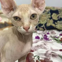 توله گربه اسفینکس (sphynx)|گربه|بابل, |دیوار