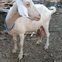 بز سانن اصل