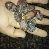 فروش عمده ریزه حلاب .آجیلی