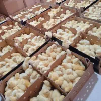 تخم نطفه دار مرغ گوشتی