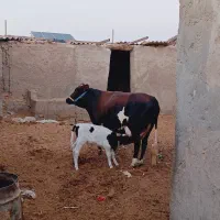 فروش گاو با گوساله ماده