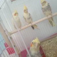 فروش 4 عدد عروس هلندی