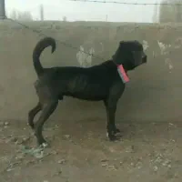 واگذاری سگ نر سرابی قره