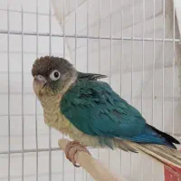 طوطی گرینچیک همه رنگ و سایز