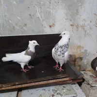 کفتر گمشده پلاکی