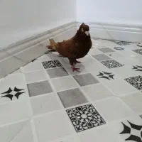 نر سرخ سربستانی|پرنده|شادگان, |دیوار