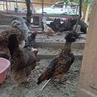 تخم نطفه دار ویادونت، برهما، لهستانی، کوشین ،لری|حیوانات مزرعه|شاهین‌شهر, مخابرات (شهید بهشتی)|دیوار