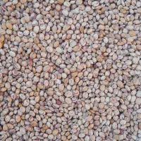 لوبیا چیتی برداشت امسال|عمدهفروشی|نظر کهریزی, |دیوار