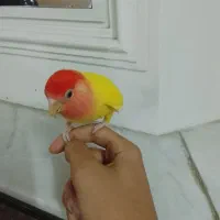 طوطی برزیلی سر قرمز