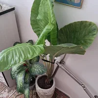 گل باباادم۱۷۰سانتی تنه قرمزبسیارشاداب گلدان سفالی|گل و گیاه طبیعی|تهران, شهرک ولیعصر جنوبی|دیوار