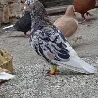 کبوتر هفت رنگ دمسفید