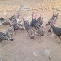فروش 25 عدد بوقلمون سالم و با کیفیت|حیوانات مزرعه|اندیمشک, |دیوار
