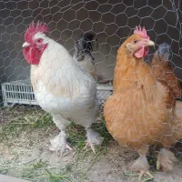 مرغ و خروس نژاد برهما