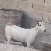 کهره ماده چاق سرحال