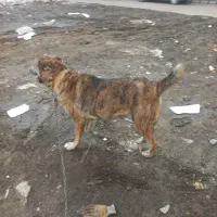 واگذاری سگ نگهبان|سگ|مشهد, حضرت حجت|دیوار