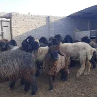 بره ماده|حیوانات مزرعه|شیراز, میانرود|دیوار